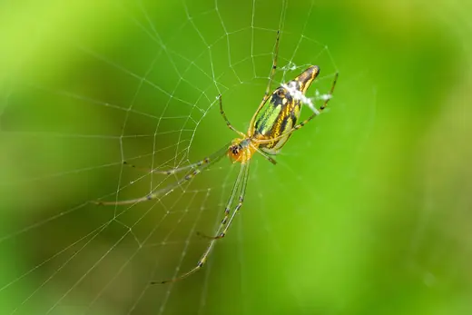 Joro spider, photo 2 of 3