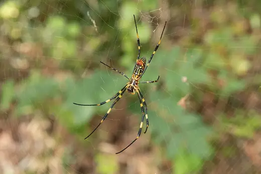 Joro spider, photo 3 of 3