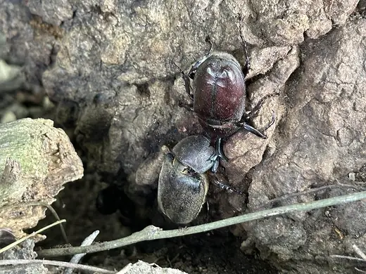 Japanese rhinoceros beetle, photo 1