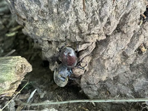 Japanese rhinoceros beetle, photo 2