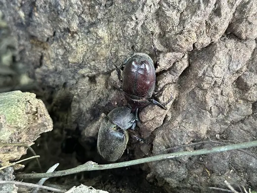 Japanese rhinoceros beetle, photo 3