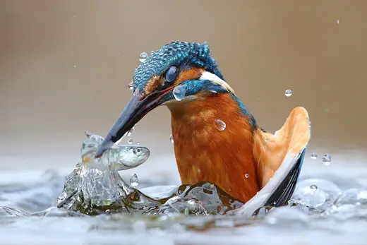 Kingfisher, photo 2 of 3