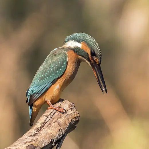 Kingfisher, photo 3 of 3