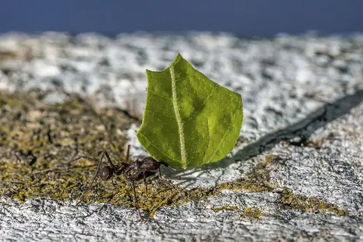 Leafcutter ants, photo 1 of 3