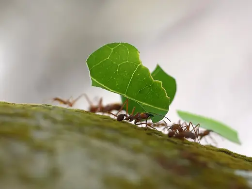 Leafcutter ants, photo 2 of 3