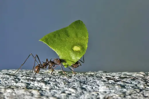 Leafcutter ants, photo 3 of 3
