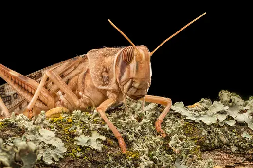 Desert locust, photo 1