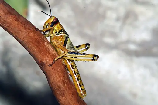 Desert locust, photo 2