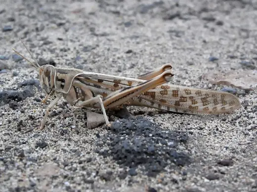 Desert locust, photo 3