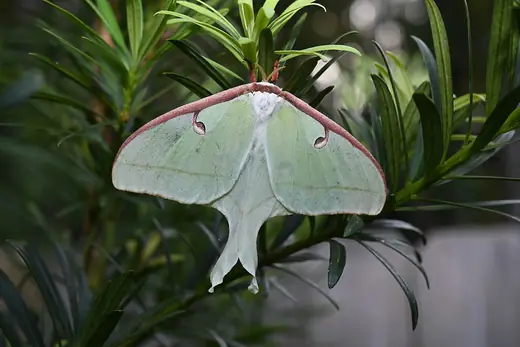 Luna moth, photo 1