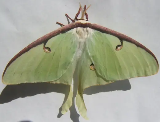 Luna moth, photo 2