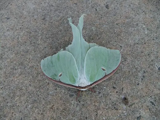 Luna moth, photo 3
