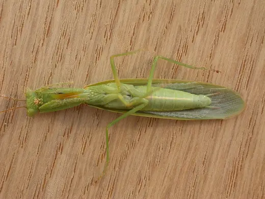 Garden mantis, photo 1