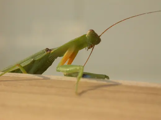 Garden mantis, photo 2