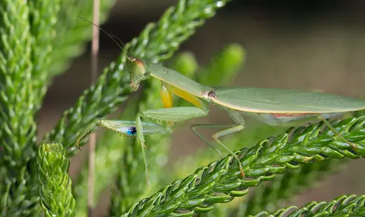 Garden mantis, photo 3