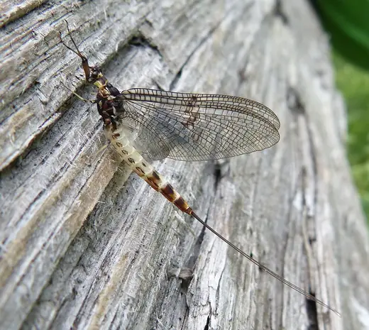 Green drake mayfly, photo 2 of 3