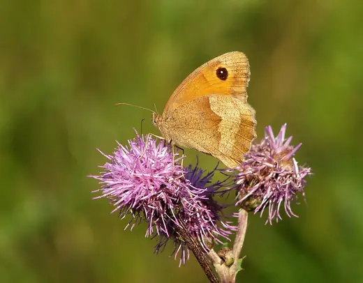 Meadow brown, photo 2 of 3