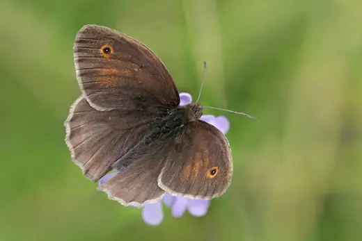 Meadow brown, photo 3 of 3