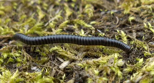 White-legged snake millipede, photo 3 of 3