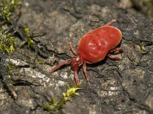 Red velvet mite, photo 1 of 3