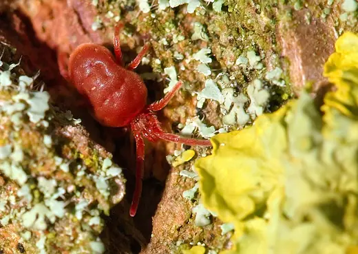 Red velvet mite, photo 3 of 3