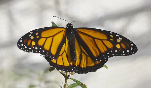 Monarch butterfly, photo 1 of 3