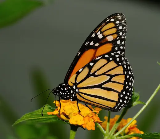Monarch butterfly, photo 2 of 3