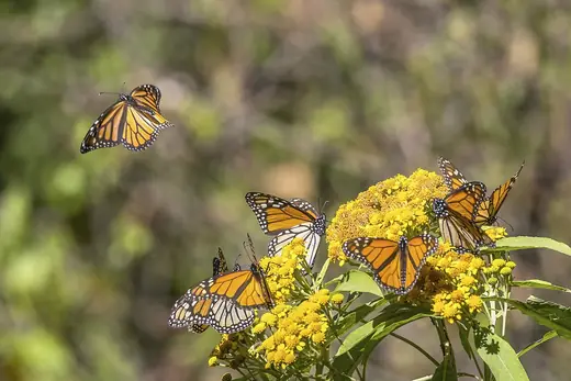 Monarch butterfly, photo 3 of 3