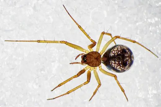 Money spider, photo 1 of 3