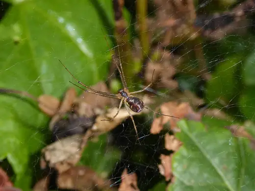 Money spider, photo 2 of 3