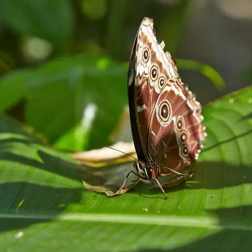 Blue morpho, photo 1 of 3