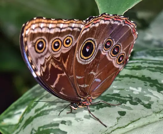 Blue morpho, photo 2 of 3