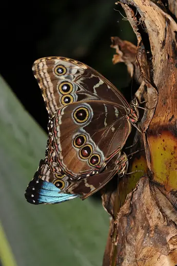 Blue morpho, photo 3 of 3