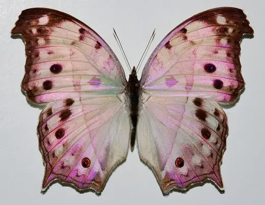 Mother-of-pearl butterfly, photo 1 of 3