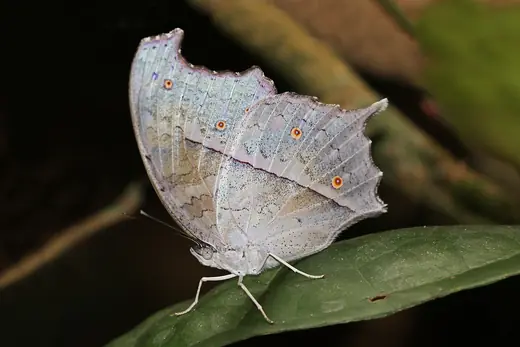 Mother-of-pearl butterfly, photo 2 of 3