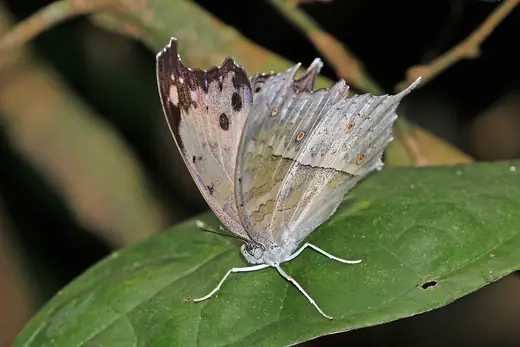 Mother-of-pearl butterfly, photo 3 of 3