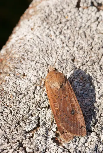 Large yellow underwing, photo 1 of 3