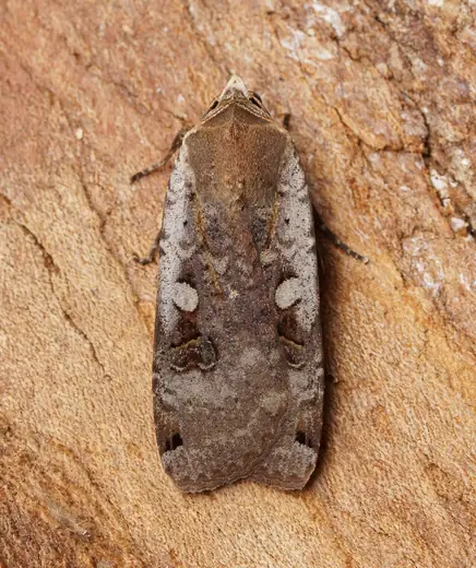 Large yellow underwing, photo 3 of 3