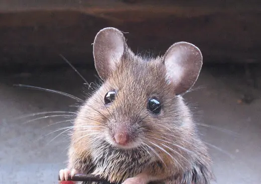 Wood mouse, photo 1 of 3