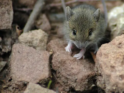 Wood mouse, photo 3 of 3