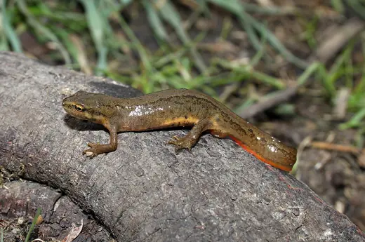 Smooth newt, photo 1 of 3