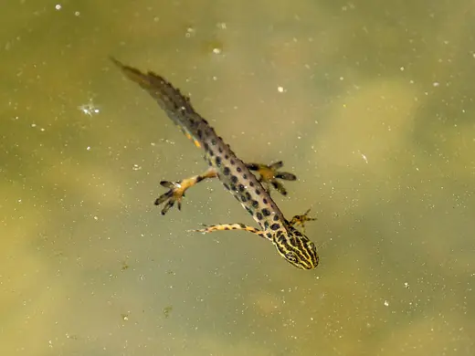 Smooth newt, photo 2 of 3