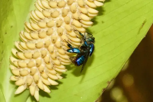 Orchid bee, photo 1 of 3