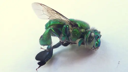 Orchid bee, photo 2 of 3
