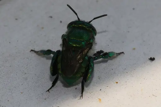 Orchid bee, photo 3 of 3