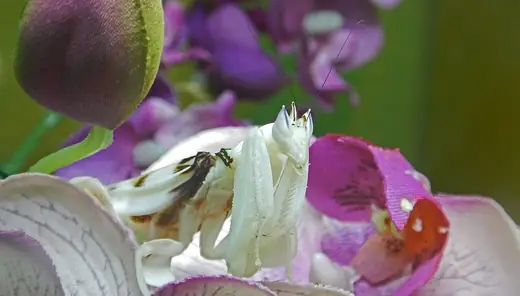 Orchid mantis, photo 1