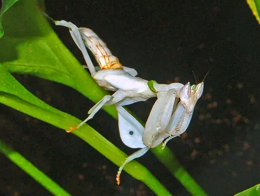 Orchid mantis, photo 2