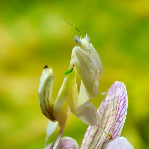 Orchid mantis, photo 3