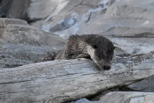 Otter, photo 1 of 3