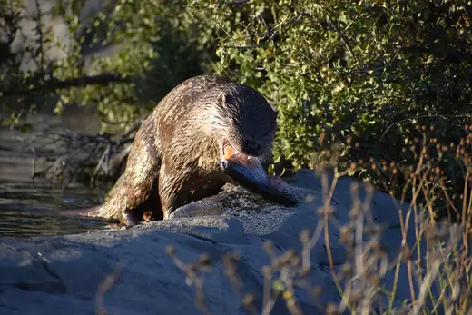 Otter, photo 2 of 3